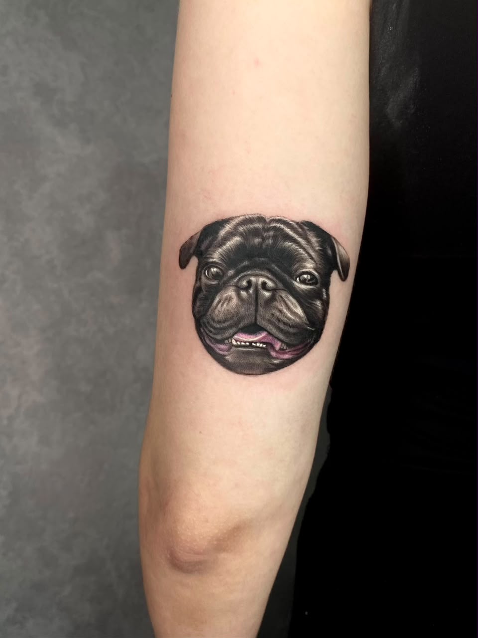 Tatuagem realista em preto e cinza de retrato de pug no braço, feita por Felipe Santos em São Paulo