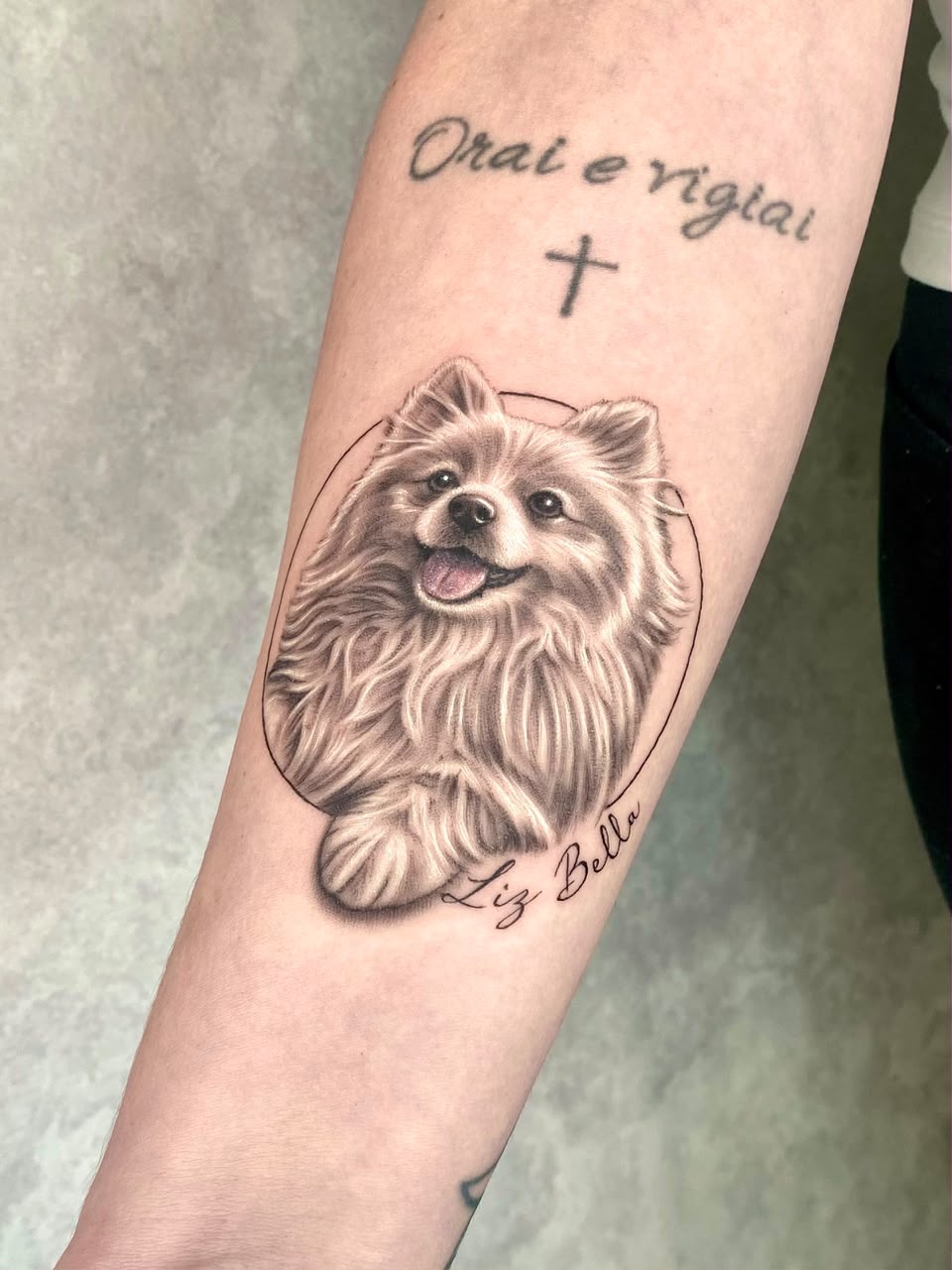 Tatuagem realista de lulu da pomerânia com moldura oval e o nome Liz Bella no antebraço